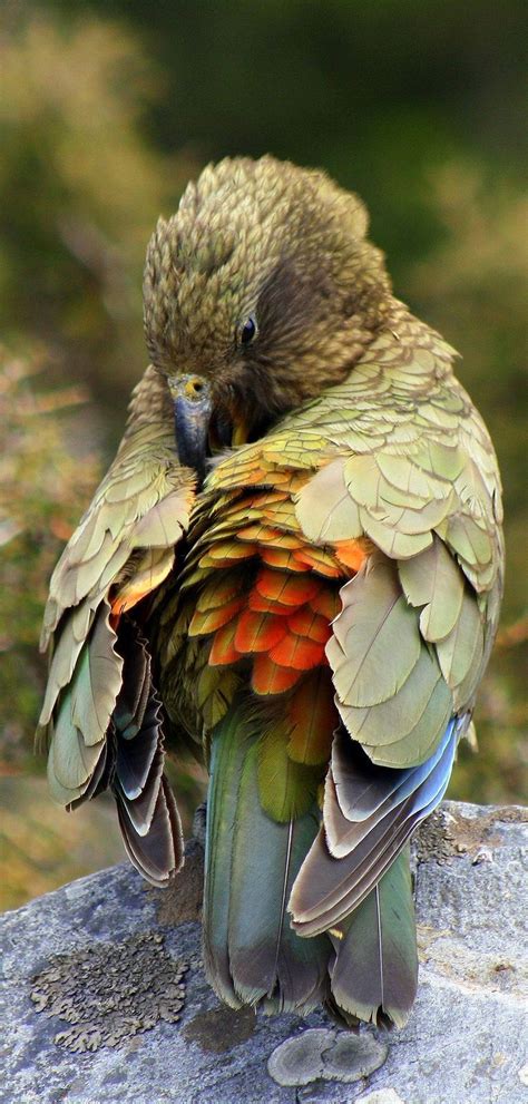 The Kea parrot is stunning! #parrots #birds | Beautiful birds, Exotic ...