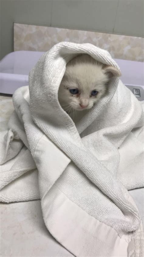 97+ Sad Cat In Blanket Meme