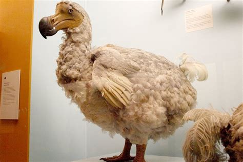 Dodo Bird Extinction: How Did The Dodo Bird Went Extict?