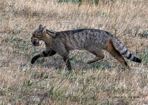 Conoce la belleza salvaje del gato montés en Los Argüellos ...