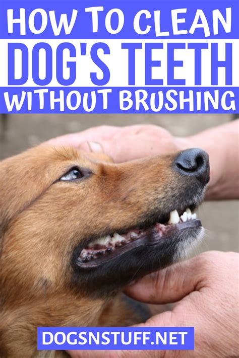 How to Clean Dog’s Teeth At Home | Dog health tips, Dogs, Dog teeth