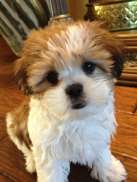 Mini my little Malshi puppy! | Malshi Dogs | Pinterest