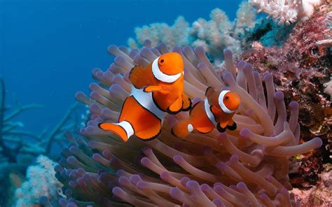 Clown Fish Wallpaper HD - WallpaperSafari