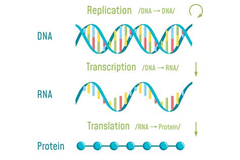 Dna Replication And Rna Transcription Worksheets