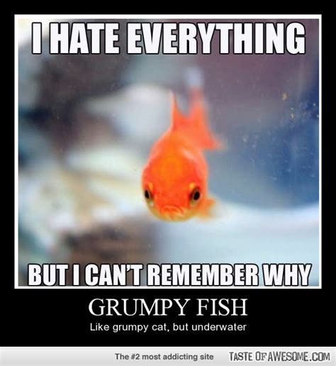 Free Funny Fish, Download Free Funny Fish png images, Free ClipArts on ...