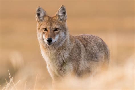 Coyote Facts (Canis latrans)