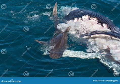 Shark Eating Whale Stock Photo - Image: 39349313