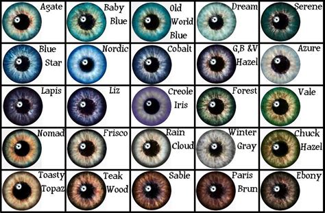 the eye color chart hubpages - human eye colour chart by delpigeon ...