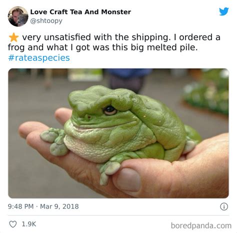 Frog Meme Really Funny Memes Frog Art | The Best Porn Website