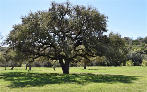 How To Plant A Live Oak Tree In Texas - The Urban Foresters