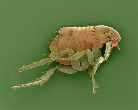 Dog Flea Photograph by Dennis Kunkel Microscopy/science Photo Library ...