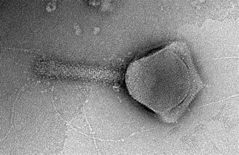 Phage display | Summary