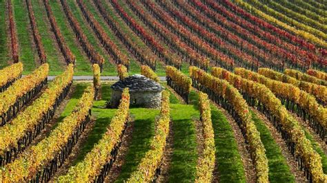 Burgundy Vineyards – Bing Wallpaper Download