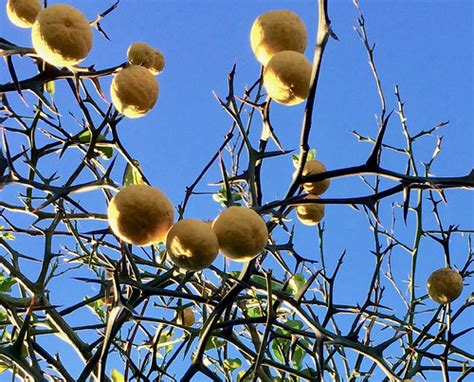 Foraging Texas: Trifoliate Orange/Bitter Orange/Hardy Orange