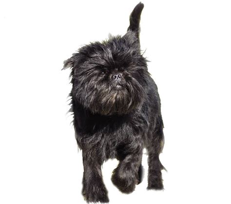 Affenpinscher - Dog Breed Guide