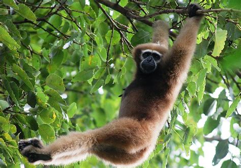 Historical Records Track Gibbon Decline - Conservation Articles & Blogs ...