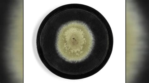 Penicillin mold cultured by Alexander Fleming auctioned for more than ...