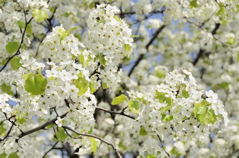 Caring for Bradford Pear Trees