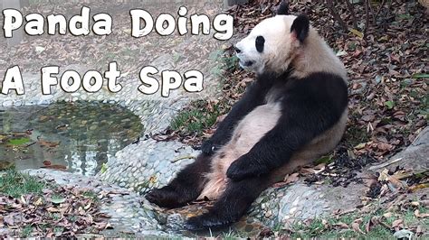 Panda Doing A Foot Spa | iPanda - YouTube