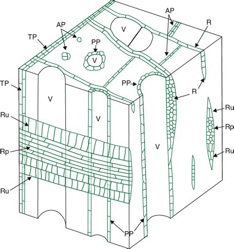 5 Schematic diagram of living parenchyma cells in the secondary xylem ...