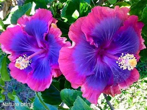 Growing Hibiscus flower | How to Grow Tropical Hibiscus plant