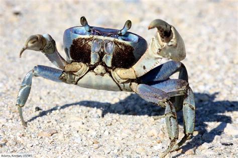 What Is A Crustacean? The Ultimate Guide To Crustaceans