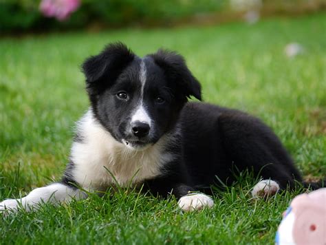 Royalty-Free photo: White and black border collie puppy | PickPik