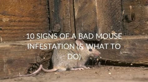 10 Signs Of A Bad Mouse Infestation (& What To Do) - Pest Prevention Patrol