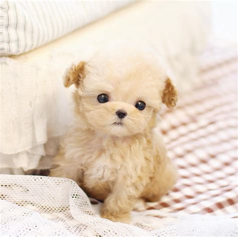 Poodle, Teacup Size Poodle Puppies For Sale Text (713) 510-3006, Dogs ...