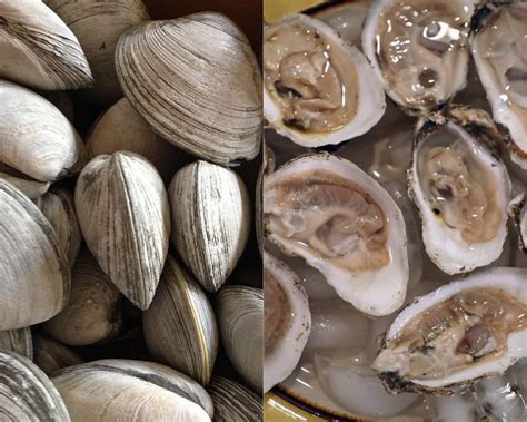 What's The Difference Between Clams, Mussels And Oysters?, 55% OFF