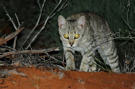 Australian Desert Animals in the Simpson Desert - The Wildlife Diaries