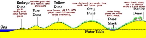 Beach and Dunes - BULL ISLAND BIOSPHERE RESERVE