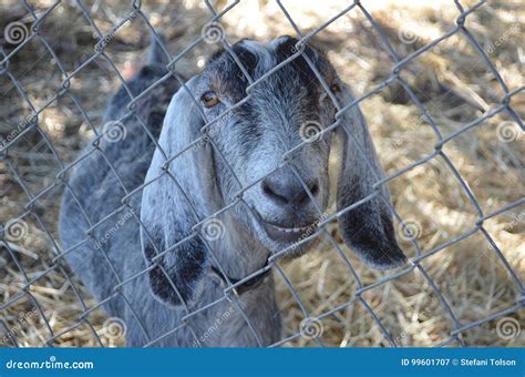 Funny Goat Smiling stock image. Image of silly, goat - 99601707