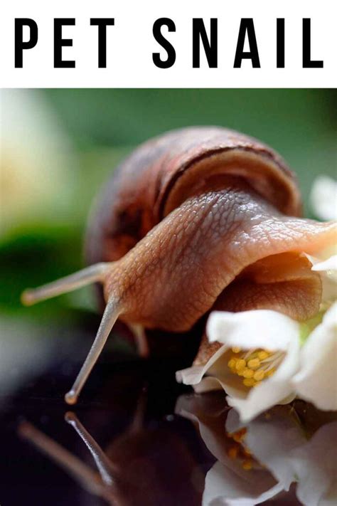 Pet Snail - Are Snails Easy And Interesting Pets To Keep?