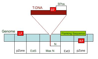 T-DNA Primer Design