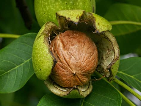 CHINAR SHADE : SOME COMMON TREES OF KASHMIR ( CONTINUED PART B)