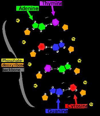 Nucleobase - Alchetron, The Free Social Encyclopedia