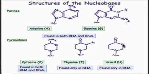 Nucleobase - Zoefact