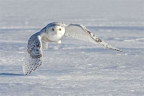 Animals That Live in the Tundra - WorldAtlas