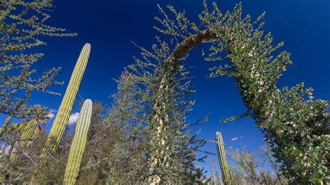 24 Fascinating Desert Tree Names You Should Know - EatHappyProject