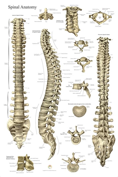 Spinal Column Vertebrae Anatomy Poster 24 X 36 | Etsy