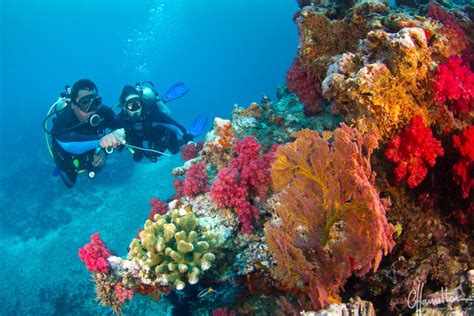 Dream Fiji Dive Vacation - Fly & Sea Dive Adventures