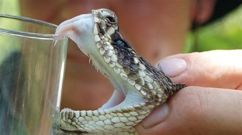 Florida's Venomous Snakes 09/10 - Rattlesnake Venom Extraction - YouTube