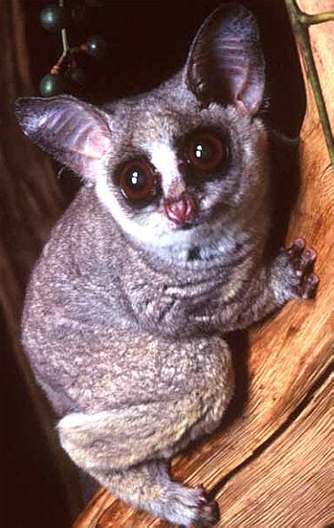 Galago - Bush Baby, Tiny African Primate | Animal Pictures and Facts ...