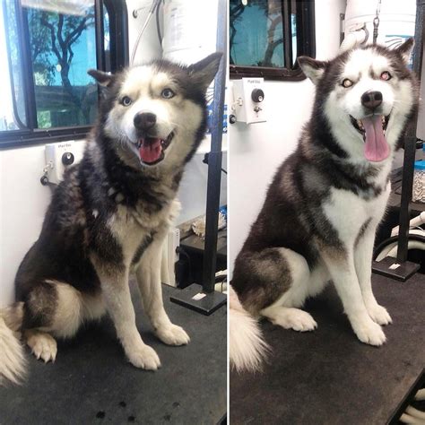 12 Adorable Husky Pictures Before And After Grooming