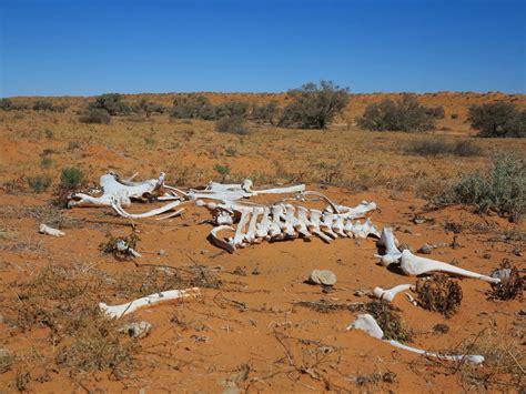 7 things I learned walking across Australia's Simpson Desert ...