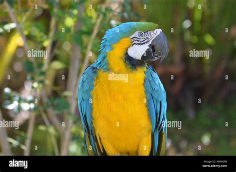 Talking blue and gold macaw parrot in the tropics Stock Photo - Alamy