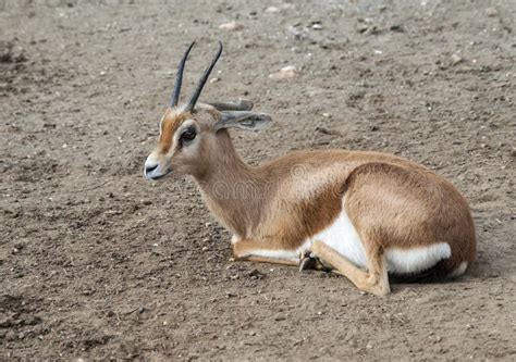 Dorcas Gazelle stock photo. Image of long, ears, horns - 14105346