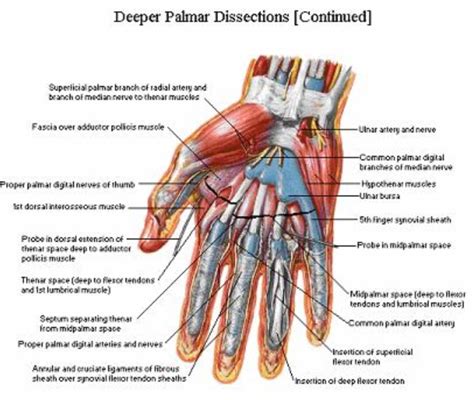 Anatomy Of Hand Ligaments - ANATOMY