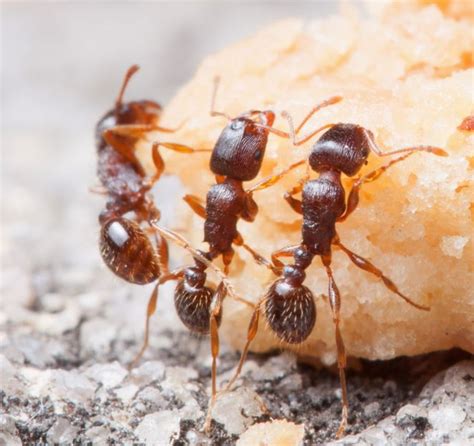 Ants love human fast foods, new study shows - Market Business News